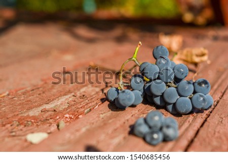 A bunch of blue grapes on a wooden background of red color. Autumn photo.