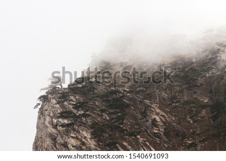 Trees growing on the slope of the Crimean mountains in the fog. Mystical picture of the mountains in the fog. Beautiful autumn landscape of the Crimean mountains. Ai-Petri.