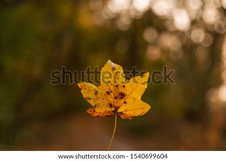 One single autumn leaf with blur background