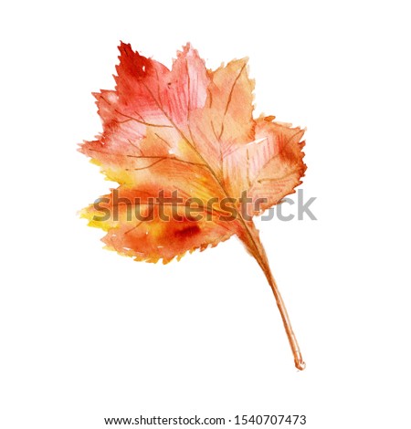 Watercolor illustration of maple leaf on the white background