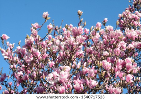 Magnolia tree blooming against the blue sky