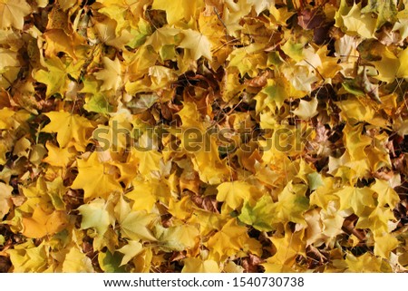 Autumn leaves in the grass textured background