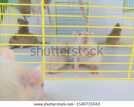 Decorative little rodents are sitting in a cage. Bright mice sit in the house. Many rats are in the cage.