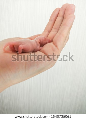 A newborn mouse sleeps on the arm of a man. The little bald rodent lies on the human palm. Baby rodent closeup.