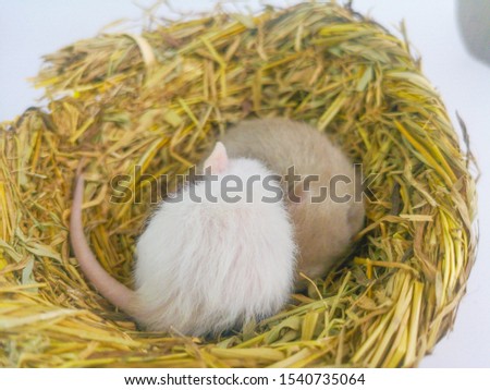 The concept of comfort. Rodents sleep in a decorative nest. Mice are sitting in a bird's nest.