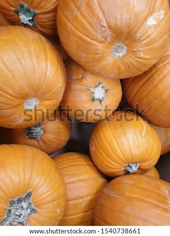 Close up on multiple pumpkins
