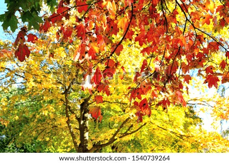 Beautiful fall pictures of maple leaves