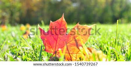 Beautiful fall pictures of maple leaves