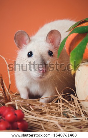 A small rat looks out from behind a mushroom, in the picture autumn, close-up. Chinese New Year symbol