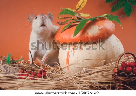 A small rat looks out from behind a decorative pumpkin in the shape of a mushroom, in the picture autumn. Chinese New Year symbol