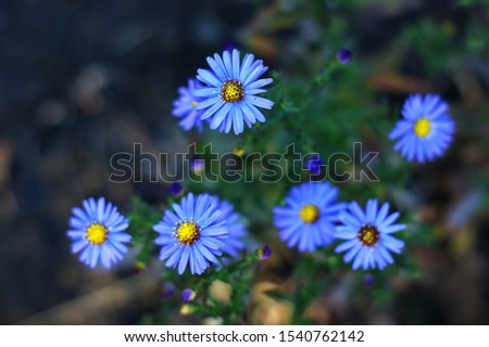 Wild Blue Flowers Blooming. Closeup Image. Soft Focus Royalty-Free Stock Photo #1540762142
