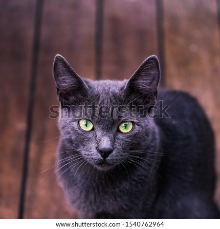 Young cute cat resting on wooden floor. Picture in warm hues. Stray cat with blue gray fur and yellow eyes.