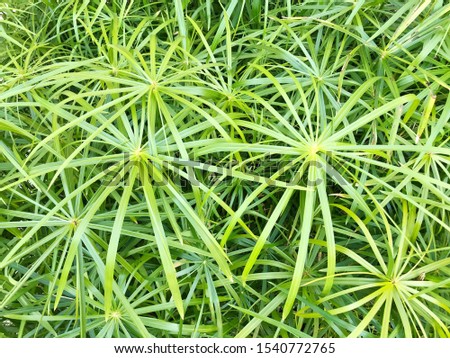 Bright saturated green leaves of home cyperus flower, crossed by network of linear leaves. Perennial herbaceous plant of the sedge family with thin green leaves, cyperus microcristatus, cyperaceae.