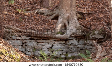 rock cut through the woods