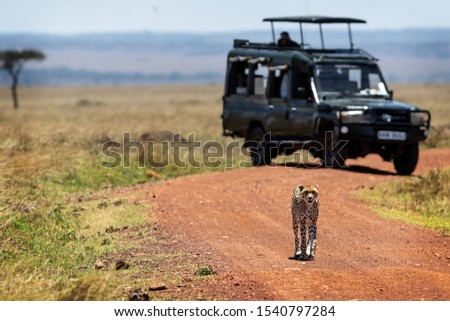 One cheeetah walking alone down a road in the Mara Triangle Conservancy with a photo safari tourist game drive vehicle blurred in background