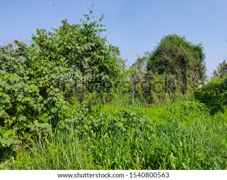 View of Green forest and Blue Sky