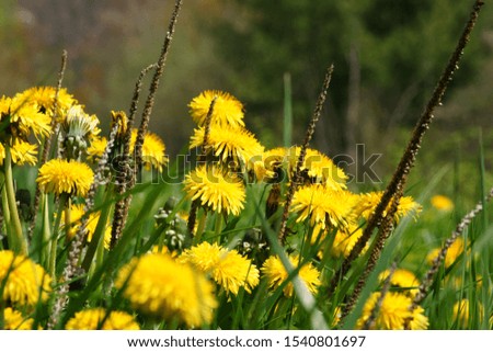 Closeup picture of dandelions in a field
