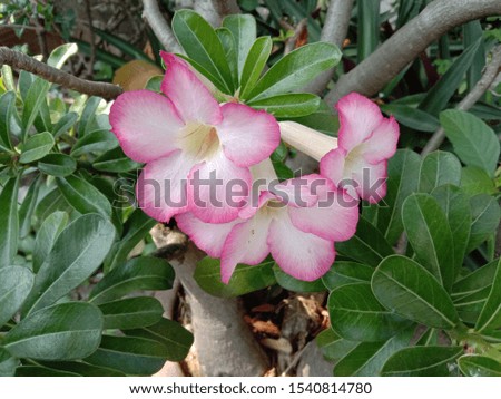 Adenium obesum is the name of a colorful plant of beautiful flowers Is a plant that can be easily grown Very resistant to drought conditions Until receiving the nickname "Desert Rose".