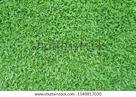 Green grass texture background, Backyard for background, Grass texture, Green lawn desktop picture, Park lawn texture, green grass texture from a field, Seamless green nature lawn grass texturecloseup