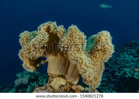 Coral reefs and water plants in the Red Sea, Eilat Israel
