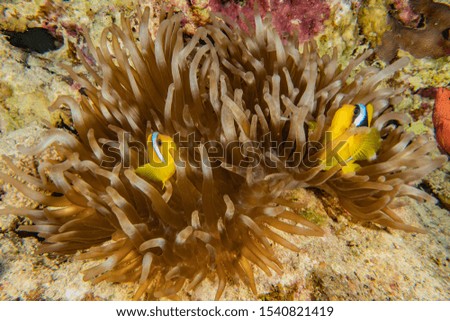 Coral reefs and water plants in the Red Sea, Eilat Israel
