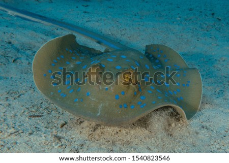 Blue spotted stingray On the seabed  in the Red Sea
