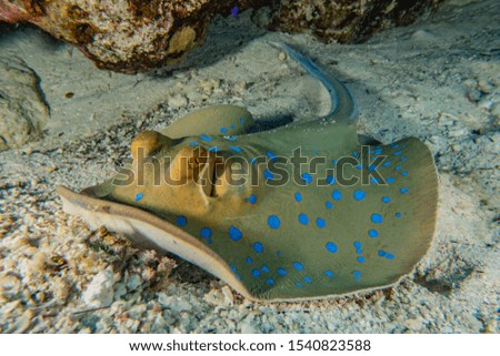 Blue spotted stingray On the seabed  in the Red Sea
