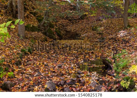 Small forest stream bed covered in leaves in autumn