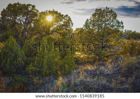 sunset behind trees sprouting juniper berries 