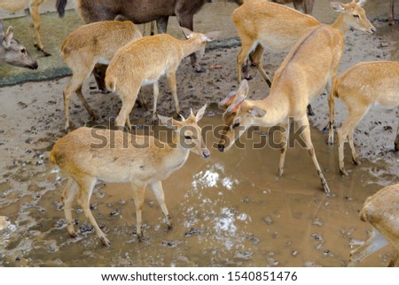 The white-tailed deer (Odocoileus virginianus), also known as the whitetail or Virginia deer.