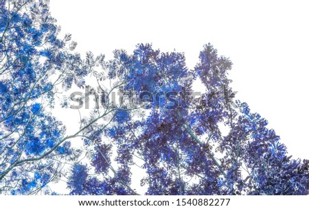Creative  made blue leaf tree . Retro blue color tone of  leaf  background .