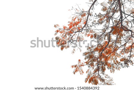 Creative  made orange leaf tree . Retro orange color tone of  leaf  background .