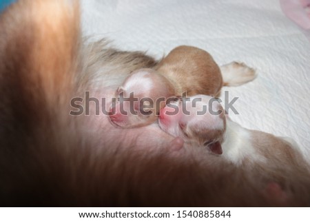 Chihuahua puppies sucking milk mothers on bed
