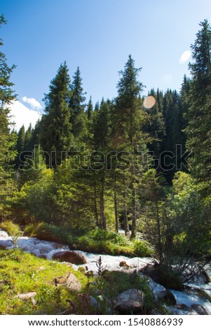 Stormy river high in the mountains. Bright summer landscape. Tall spruce and green grass. Kyrgyzstan Beautiful landscape