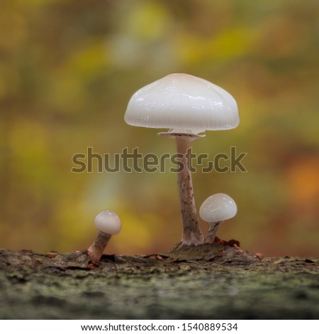 closeup of small white mushrooms on a simple blurred background, autumn colors, porcelain fungus, room for text