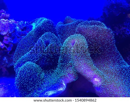 Beautiful colored coral in the blue sea