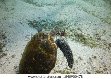 Green sea turtle eating seaweed underwater in Australia