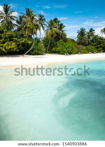 Amazing summer beach landscape, palm trees and calm blue sea with shark hunting small fishes. Luxury summer vacation background, tropical beach scene. Maldives island summer landscape, peaceful nature