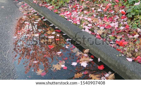 picture of red and brown leaves
