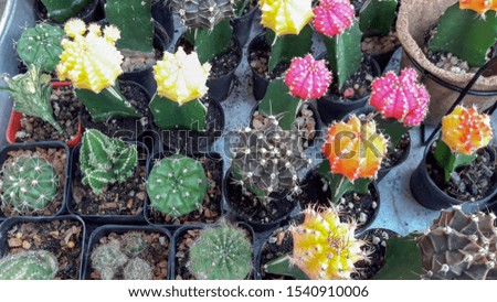 Colorful Cactus as home decorations. 