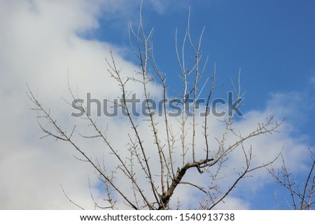 autumn landscape, tree branches without leaves against the blue sky