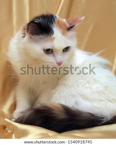 beautiful fluffy three-colored cat with a fluffy tail