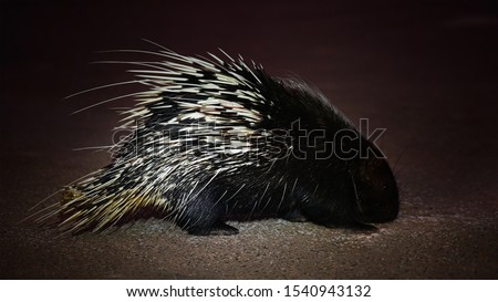 
porcupine walking in dark night 