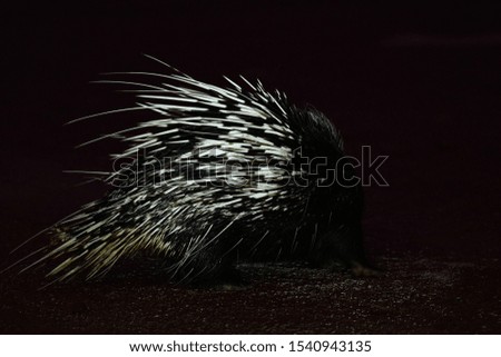 
porcupine walking in dark night 