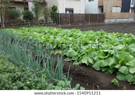 Green onion and Shantung vegetables field in Japan.