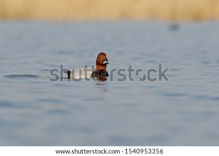 Common pochard duck swimming in the lake