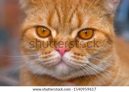 Proud ginger cat. Red cat