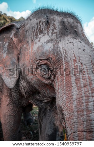 Big Elephant - Old Elephant - 
Elephant profile picture - Elephant sanctuary in Chiang Mai, Thailand