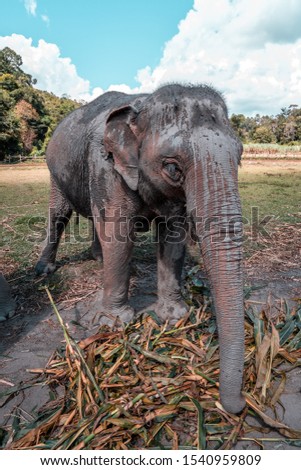 Big Elephant - Old Elephant - 
Elephant profile picture - Elephant sanctuary in Chiang Mai, Thailand