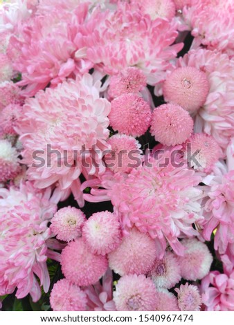 Pink tone flowers or colorful flowers, many kinds of flower backgrounds